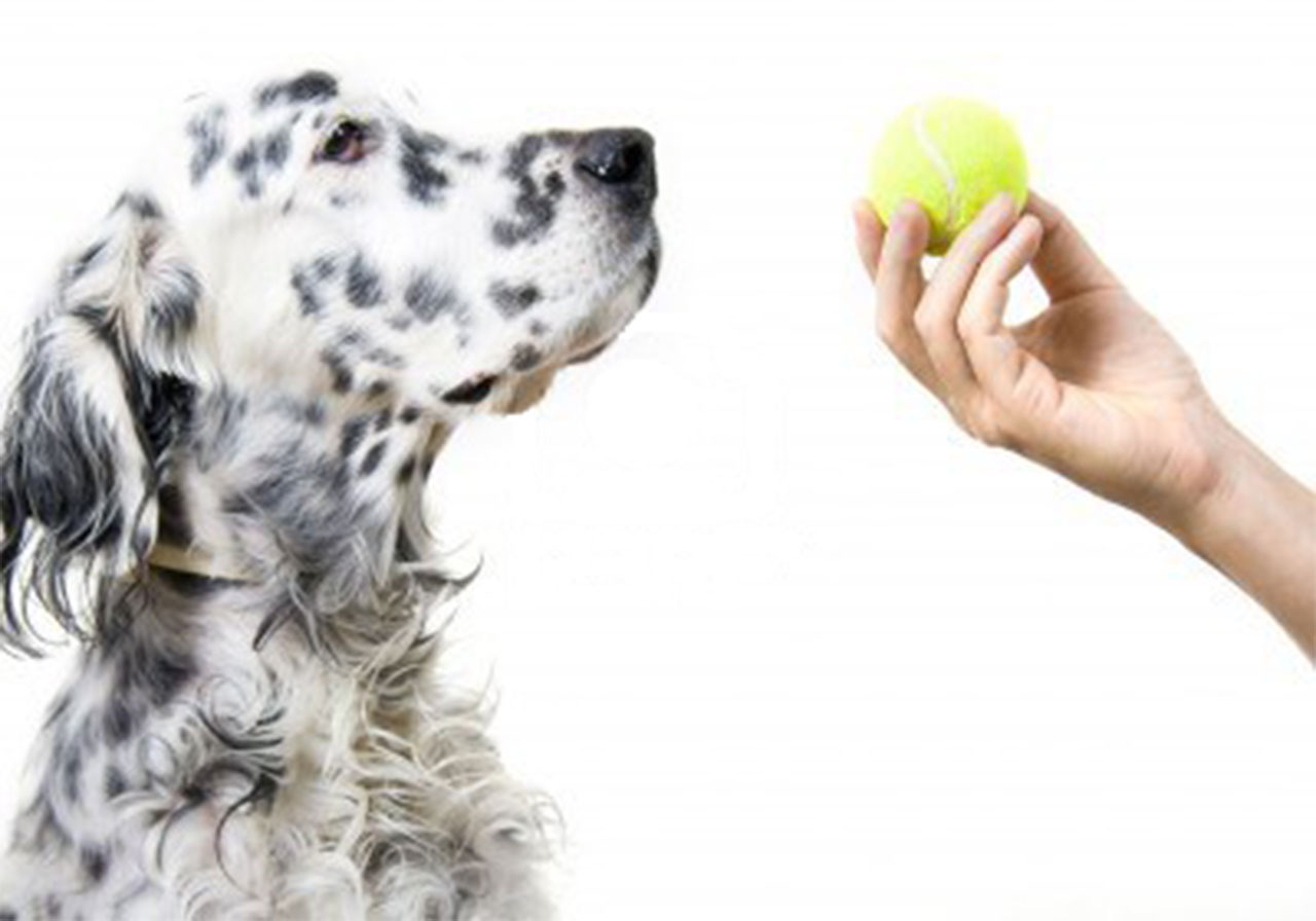 Setter inglés mirando una pelota de tenis