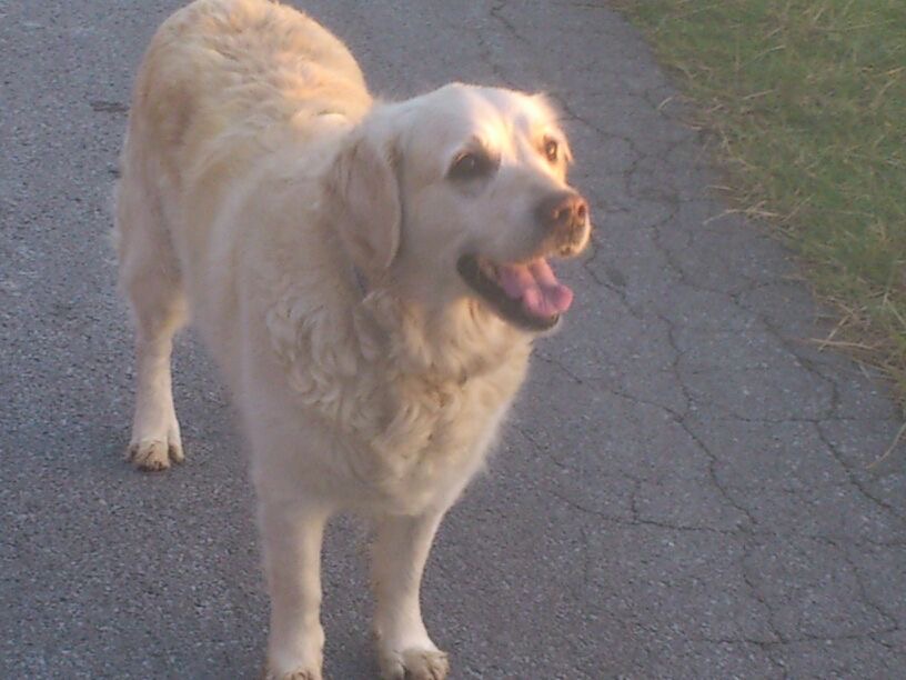 Golden retriever, uno de nuestros huéspedes