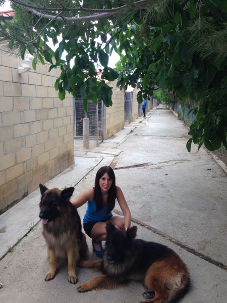 Dos pastores alemanes con su cuidadora